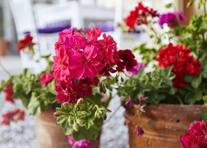 L'olivier Летний дом Алачати